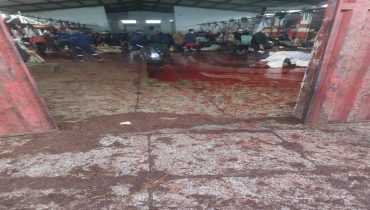المجازر بين المسؤولية الصحية والرقابة البيئية: ضرورة إصلاح بيئة الذبح في مجزرة حد السوالم