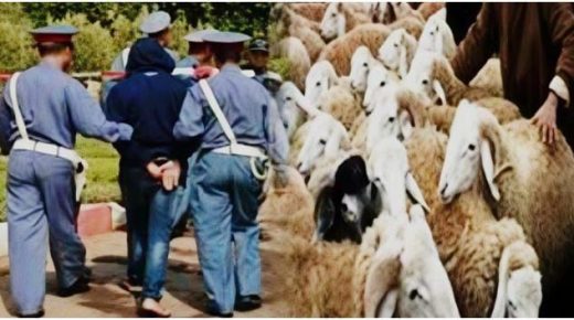 عملية محكمة للدرك الملكي بسرية الرماني تضع حدا لنشاط عصابة “الفراقشية” التي روعت الساكنة