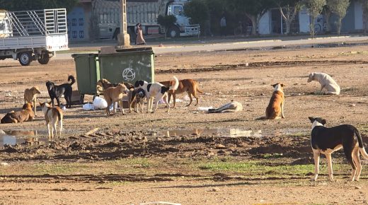 سيدي سليمان.. انتشار الكلاب الضالة يثير مخاوف السكان ويهدّد سلامتهم