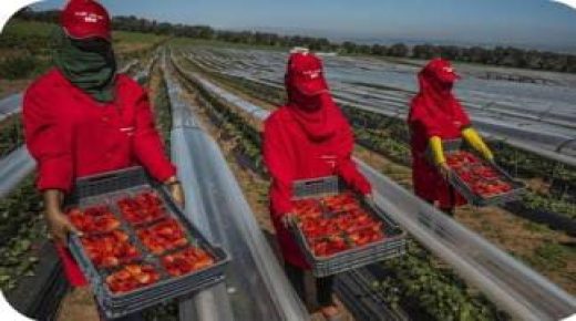 فتح التسجيل للعاملات الفلاحيات القاطنات بجماعات إقليم الخميسات للعمل بضيعات فلاحية بإسبانيا