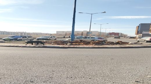 في مشهد غريب.. تجمع للكلاب الضالة فوق مدارة حي السلام يثير خوف المارة بالجديدة