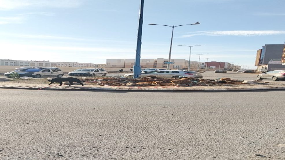 في مشهد غريب.. تجمع للكلاب الضالة فوق مدارة حي السلام يثير خوف المارة بالجديدة