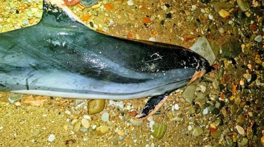 أمواج البحر تلفظ دلفينًا أسود ميتًا بشاطئ إسلي بالحسيمة