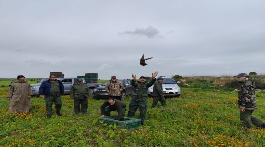 اقليم الجديدة..عملية إطلاق 850 طائر الحجل لتعزيز التوازن البيئي