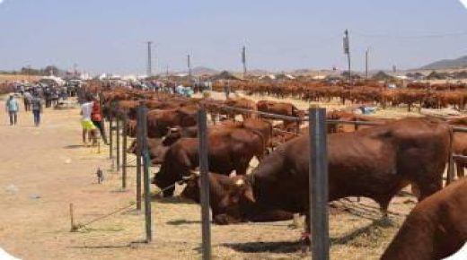 ولماس: إطلاق البرنامج الجهوي للمدارس الحقلية في سلسلة الإنتاج الحيواني