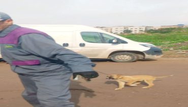 مصلحة الشؤون الاجتماعية وحفظ الصحة وكازا بيئة تنجح في مطاردة الكلاب الضالة في النعيم