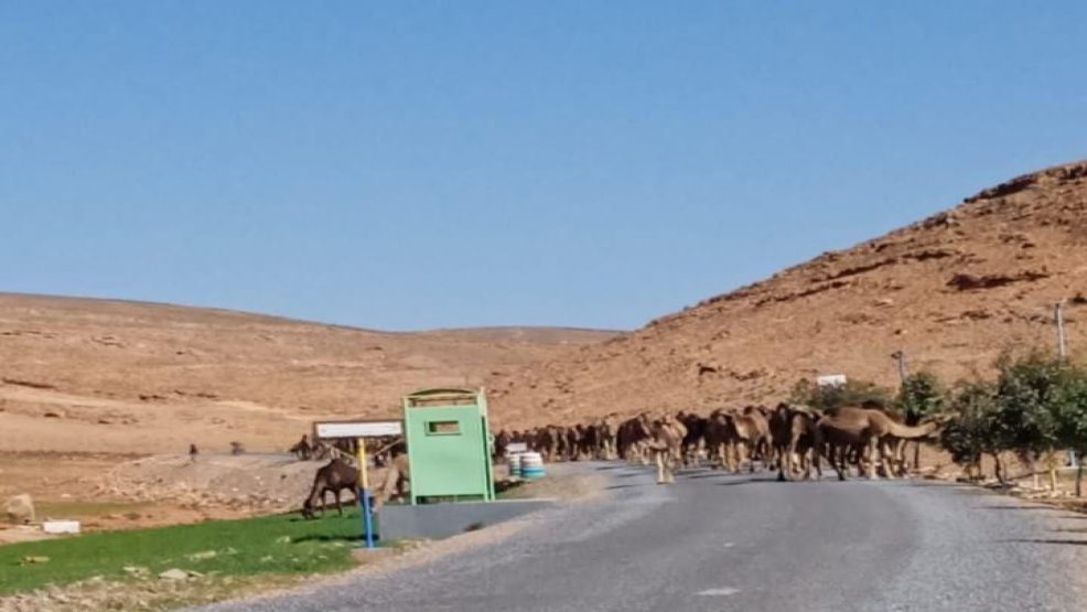 الرعي الجائر بجماعة تيغيرت إقليم سيدي إفني… ساكنة متضررة تطالب بحلول عملية