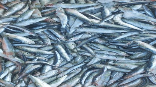 حد السوالم..ظاهرة التلاعب في أثمنة الأسماك خلال شهر رمضان وضرورة تشديد آليات المراقبة