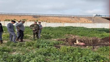 حجز وإتلاف بقرة غير صالحة للاستهلاك بالسوق الأسبوعي حد أولاد زيان بإقليم برشيد