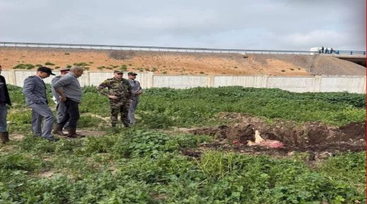 حجز وإتلاف بقرة غير صالحة للاستهلاك بالسوق الأسبوعي حد أولاد زيان بإقليم برشيد