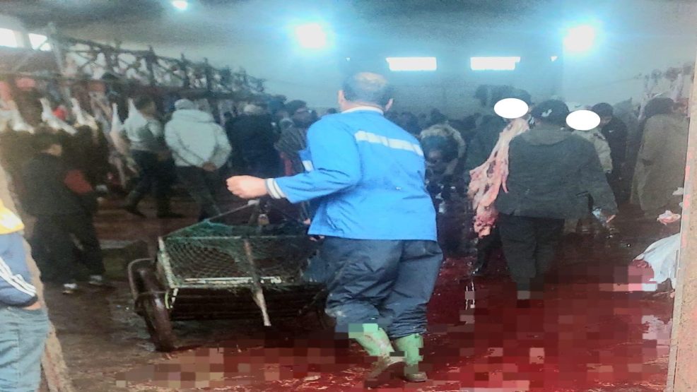 الوضع البيئي والصحي بمجزرة حد السوالم: بين الإهمال ومتطلبات السلامة الصحية