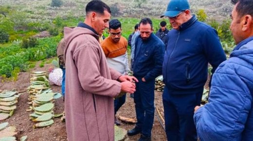 الحسيمة.. تحركات ميدانية لدعم زراعة الصبار الشوكي وإعادة تأهيل سلسلته الإنتاجية
