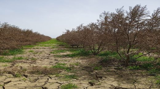 آثار الفيضانات تُلحق خسائر فادحة بأشجار الزيتون والمغروسات بجماعة أولاد احسين بإقليم سيدي سليمان
