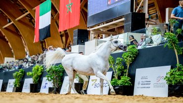 الرباط..كأس الإمارات العالمي لجمال الخيل العربية – المغرب 2026 يختتم بالرباط دورة ناجحة كرست التميز الرياضي واستقطبت إقبالا جماهيريا لافتا