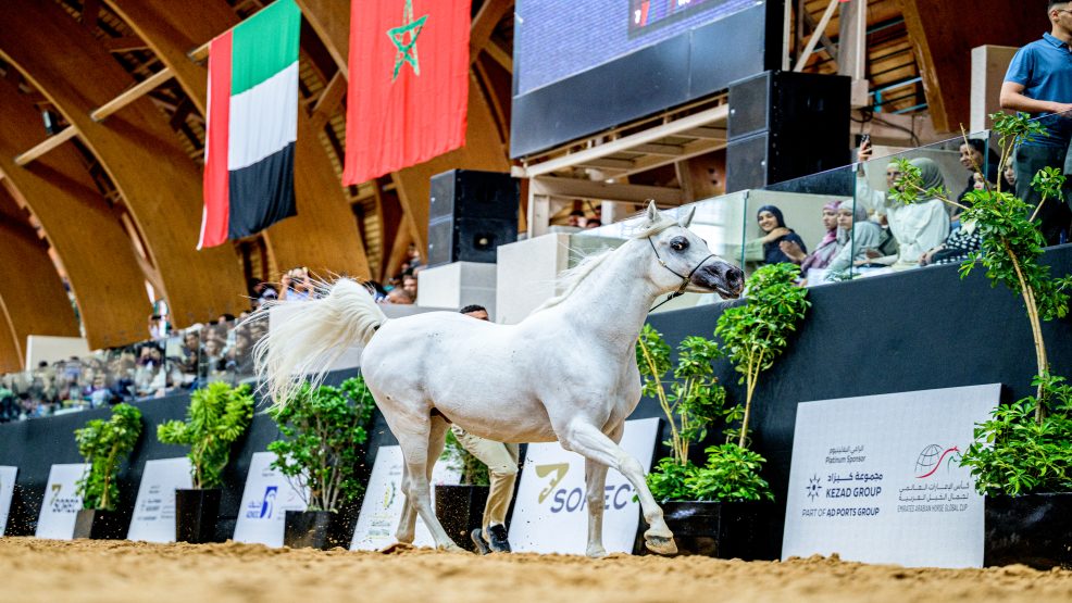 الرباط..كأس الإمارات العالمي لجمال الخيل العربية – المغرب 2026 يختتم دورة ناجحة كرست التميز الرياضي واستقطبت إقبالا جماهيريا لافتا