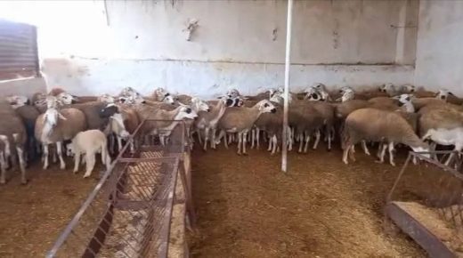 إقليم اليوسفية..تفاوت في دعم الكساب بدوار البروكات : شكاوى ومطالب بالتوضيح