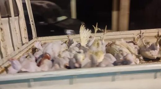 لجنة مختلطة تحجز 23 ديكًا روميًا مذبوحًا داخل محل غير مرخص بابن جرير