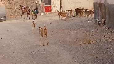 الكلاب الضالة بمركز جماعة سيدي شيكر… ظاهرة تؤرق الساكنة وتعيد النقاش حول المسؤوليات القانونية