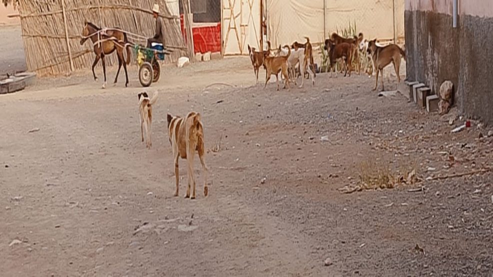 الكلاب الضالة بمركز جماعة سيدي شيكر… ظاهرة تؤرق الساكنة وتعيد النقاش حول المسؤوليات القانونية