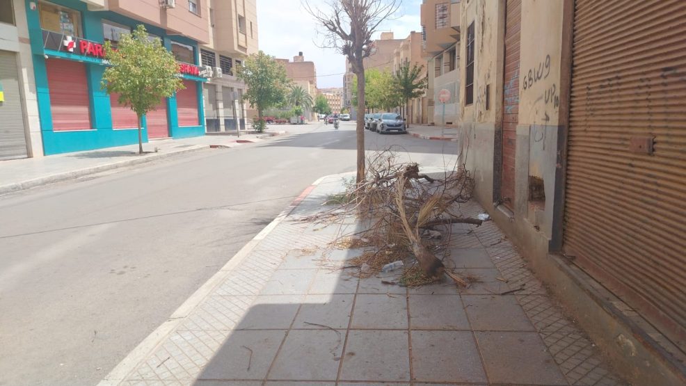 وجدة.. مخلفات شجرة تعيق الراجلين بشارع أحفير