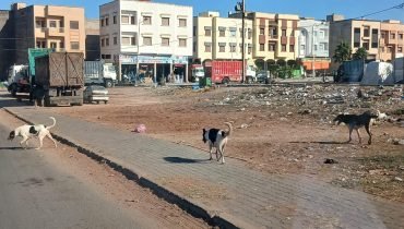 الكلاب الضالة تعود لتؤرق ساكنة سيدي علي بن حمدوش بإقليم الجديدة