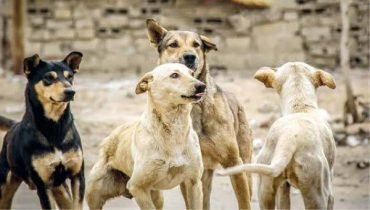 ورزازات ..وفاة مأساوية إثر هجوم كلاب ضالة بجماعة أيت زينب
