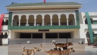 الجديدة .. الكلاب الضالة تهدد سلامة التلاميذ فمن يتحمل المسؤولية؟