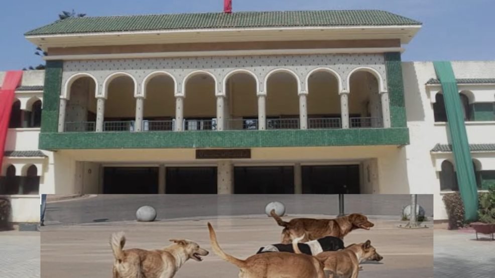 الجديدة .. الكلاب الضالة تهدد سلامة التلاميذ فمن يتحمل المسؤولية؟