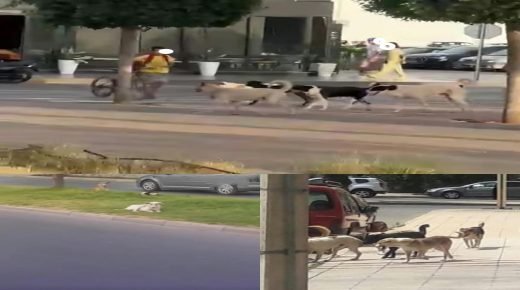 خريبكة.. انتشار الكلاب الضالة بشوارع المدينة يثير مخاوف الساكنة ويضع سلامة التلاميذ على المحك